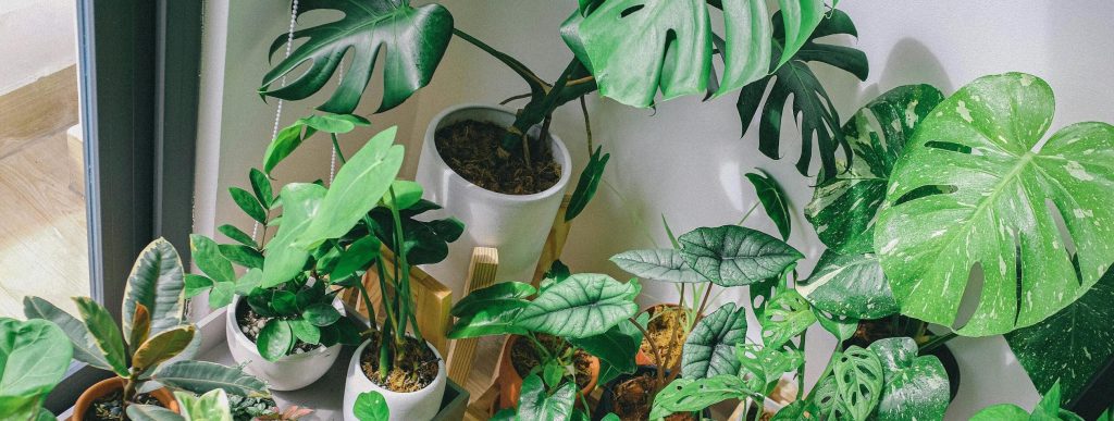 Le 5 piante che ti aiutano a&nbsp;respirare